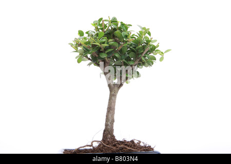 Bonsai giapponese albero isolato su bianco Foto Stock