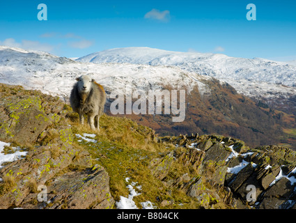 Herdwick pecore sul fells sopra Grasmere, con Fairfield in distanza, Parco Nazionale del Distretto dei Laghi, Cumbria, England Regno Unito Foto Stock