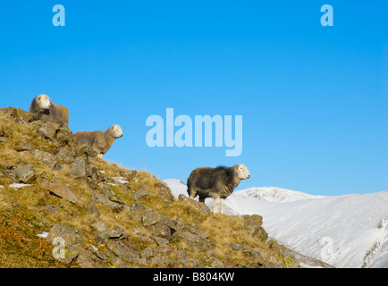 Herdwick sheep in Langdale, Parco Nazionale del Distretto dei Laghi, Cumbria, England Regno Unito Foto Stock