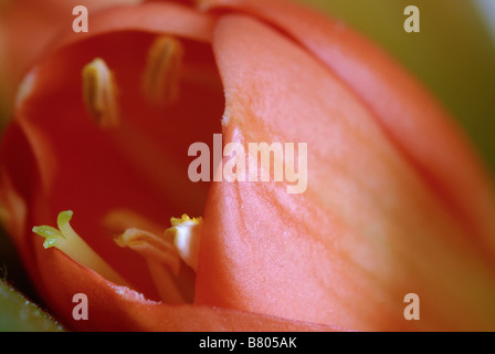 Le gemme di Hippeastrum fiore rosa Foto Stock