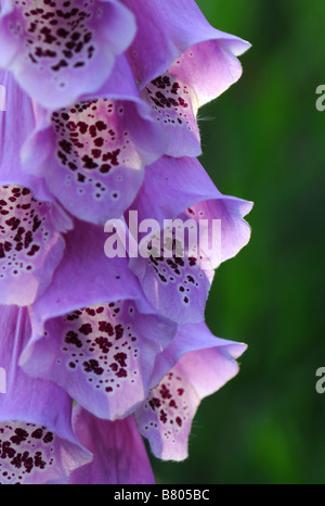 Close up di Fox guanto fiori Foto Stock