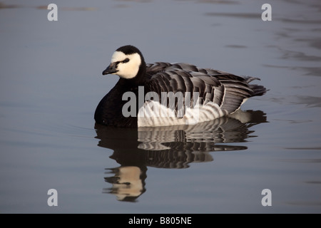 Barnacle goose Branta leucopsis sull'acqua Foto Stock