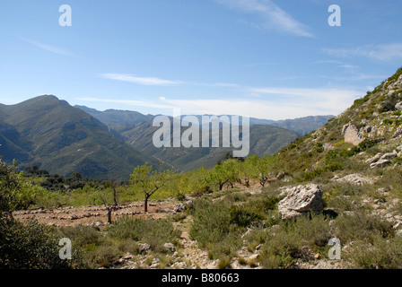 Piccolo frutteto di mandorle sulla Serra del Penyo, vicino a Benimaurell, Vall de Laguar, provincia di Alicante, Comunidad Valenciana, Spagna Foto Stock