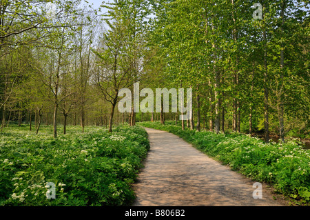 La bellissima valle del fiume Wharfe a Bolton Abbey nel North Yorkshire. Foto Stock