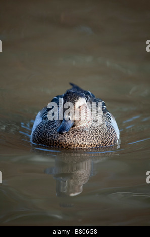 Marzaiola Anas querquedula drake Foto Stock