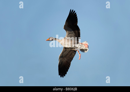 Graylag goose Anser anser in volo Foto Stock