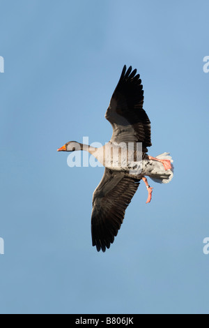 Graylag goose Anser anser in volo Foto Stock