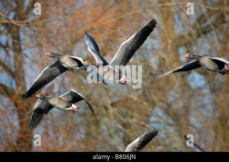 Graylag oche Anser anser in volo Foto Stock