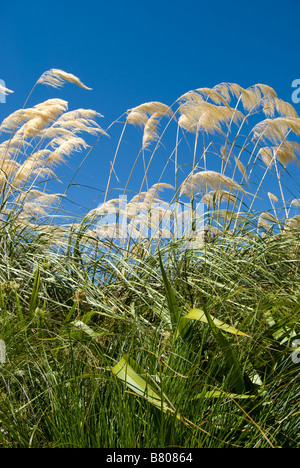 Nuova Zelanda Toi Toi piante, Rangiora, Distretto di Waimakariri, Canterbury, Nuova Zelanda Foto Stock