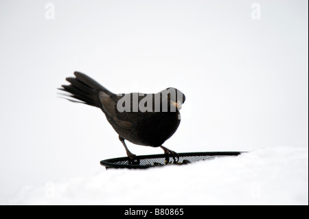 Merlo alimentazione nella neve - Turdus merula Foto Stock