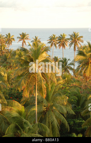 Colpo verticale di palme durante l alba con l'oceano sullo sfondo. Foto Stock