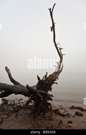 Albero morto il moncone lavato fino sul fiume storte litorale Crooked River State Park vicino a St Marys, GEORGIA, STATI UNITI D'AMERICA Foto Stock