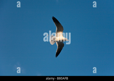 Seagull volando attraverso il cielo blu Foto Stock