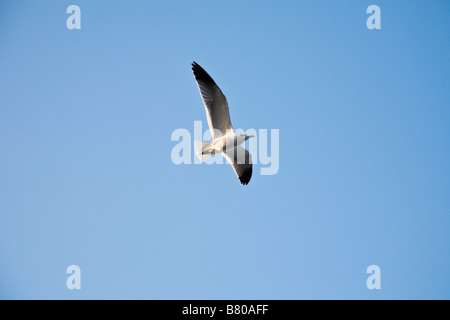 Seagull volando attraverso il cielo blu Foto Stock