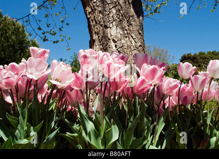 Rosa e Bianco tulipani in primavera. Foto Stock