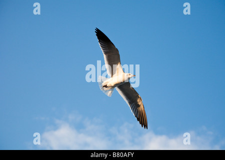 Seagull volando attraverso il cielo blu Foto Stock