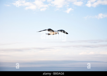 Seagull volando attraverso il cielo blu Foto Stock