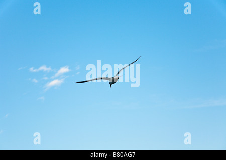 Seagull volando attraverso il cielo blu Foto Stock