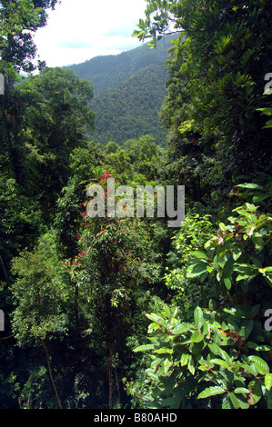 Foresta pluviale vista da MaMu Rainforest Pontile, Wooroonooran National Park, Queensland, Australia Foto Stock