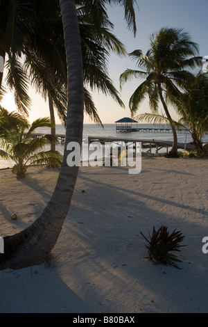 Una ventilata sunrise tra le palme sulla spiaggia con un molo e la capanna in background su Ambergris Caye nel Belize. Foto Stock