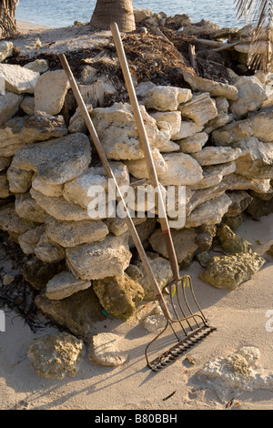 Due rastrelli sedersi la mattina di sole sulla spiaggia contro le rocce su Ambergris Caye nel Belize. Foto Stock