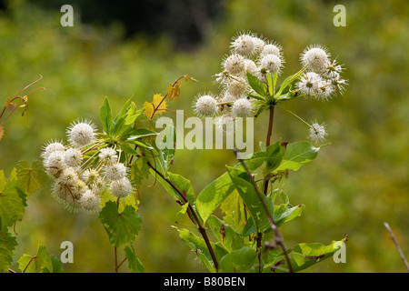 Impianto Buttonbush in fiore a Emeralda Marsh nella Florida Centrale, STATI UNITI D'AMERICA Foto Stock