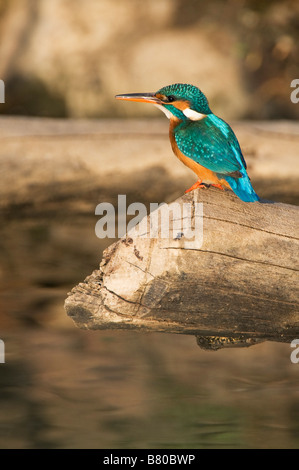 Politica europea comune in materia di Kingfisher appollaiato su un log su un pozzo di acqua nella campagna indiana. Andhra Pradesh, India Foto Stock