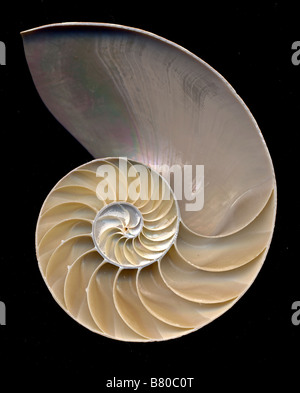 Perla: Nautilus Nautilus pompilio Foto Stock