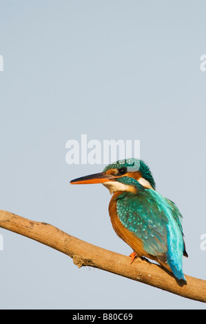 Politica europea comune in materia di Kingfisher appollaiato su un bastone contro un cielo blu sullo sfondo Foto Stock