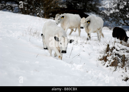 Il bestiame bianco cammina attraverso la neve su Ditchling Beacon lungo il South Downs Way nel Sussex UK Foto Stock