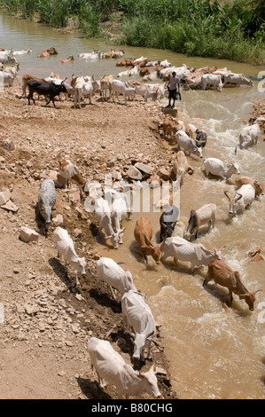 Un guidato vicino a un fiume valle dell'Omo Etiopia Africa Foto Stock