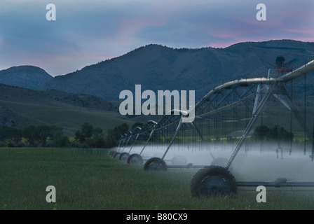 Gli sprinkler la spruzzatura di acqua su un campo in erba al tramonto Foto Stock