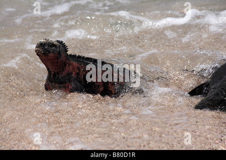 Galapagos iguane marine, Amblyrhynchus cristatus venustissimus emergente dal mare a Punta Suarez, all'Isola Espanola, Isole Galapagos nel mese di settembre Foto Stock