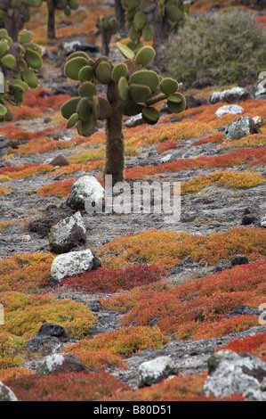 Giant droopy ficodindia cactus, Opuntia spp echios var echios e le Galapagos carpetweed portulacastrum edmonstonei, Sud Plaza isolotto, Isole Galapagos Foto Stock