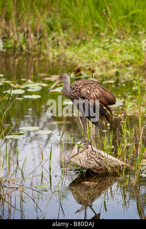 Limpkin (Aramus guarauna) uccello da guado nella zona umida di Deaton Park nella Florida centrale, Stati Uniti Foto Stock