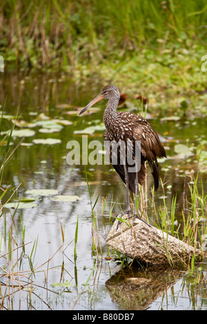 Limpkin (Aramus guarauna) uccello da guado nella zona umida di Deaton Park nella Florida centrale, Stati Uniti Foto Stock