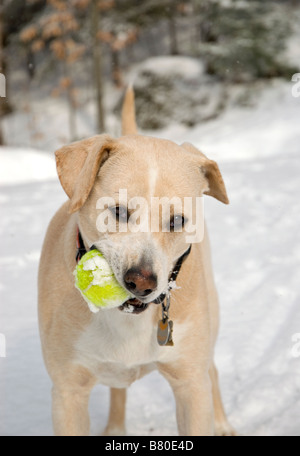 Ritratto di un cane nella neve Foto Stock
