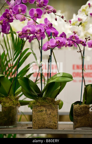 Piantate le orchidee al New Covent Garden Flower Market London REGNO UNITO Foto Stock