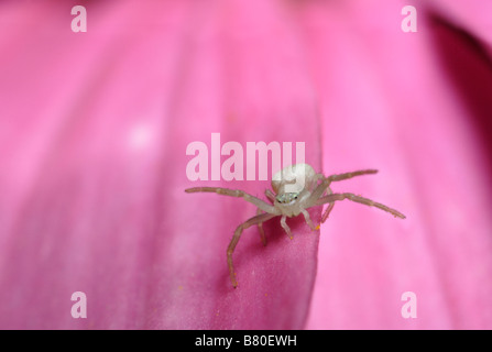 I capretti ragno granchio su di una rosa colore rosa campion (misumena vatia) Foto Stock