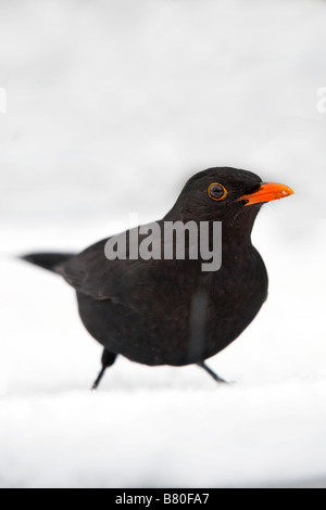 Merlo Turdus merula nella neve Foto Stock