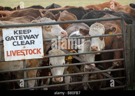 Bovini nella campagna inglese si affollano attorno a un cancello per un campo. Un segno legge "mantenere chiara del gateway. Bestiame" Foto Stock