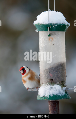 Cardellino Carduelis carduelis sul niger alimentatore di sementi Foto Stock