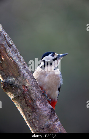 Picchio rosso maggiore Dendrocopos major Foto Stock