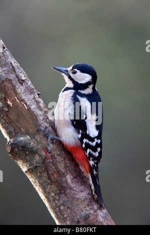 Picchio rosso maggiore Dendrocopos major Foto Stock