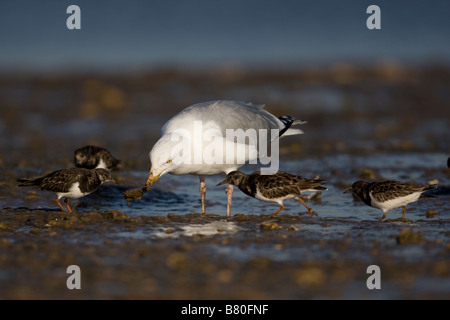 Herring Gull Larus argentatus mangiare le cozze Foto Stock