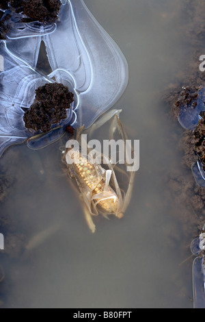 Mais/granturco orecchio congelate in ghiaccio Foto Stock