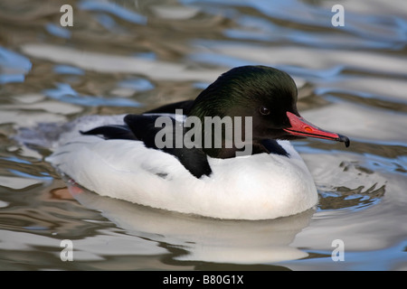 Smergo maggiore Mergus merganser maschio Foto Stock