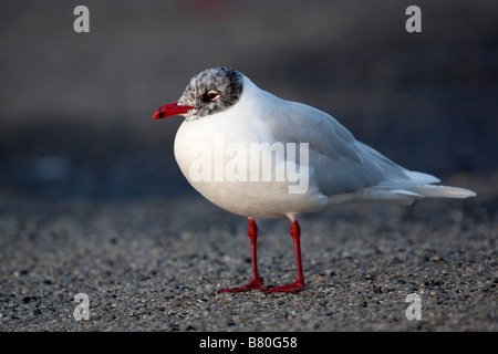 Gabbiano mediterraneo Larus melanocephalus adulto tardo inverno Foto Stock