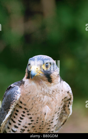 Lanner Falcon ritratto Foto Stock