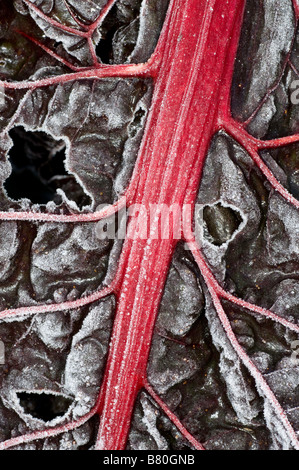 Frosty ruby chard leaf Foto Stock